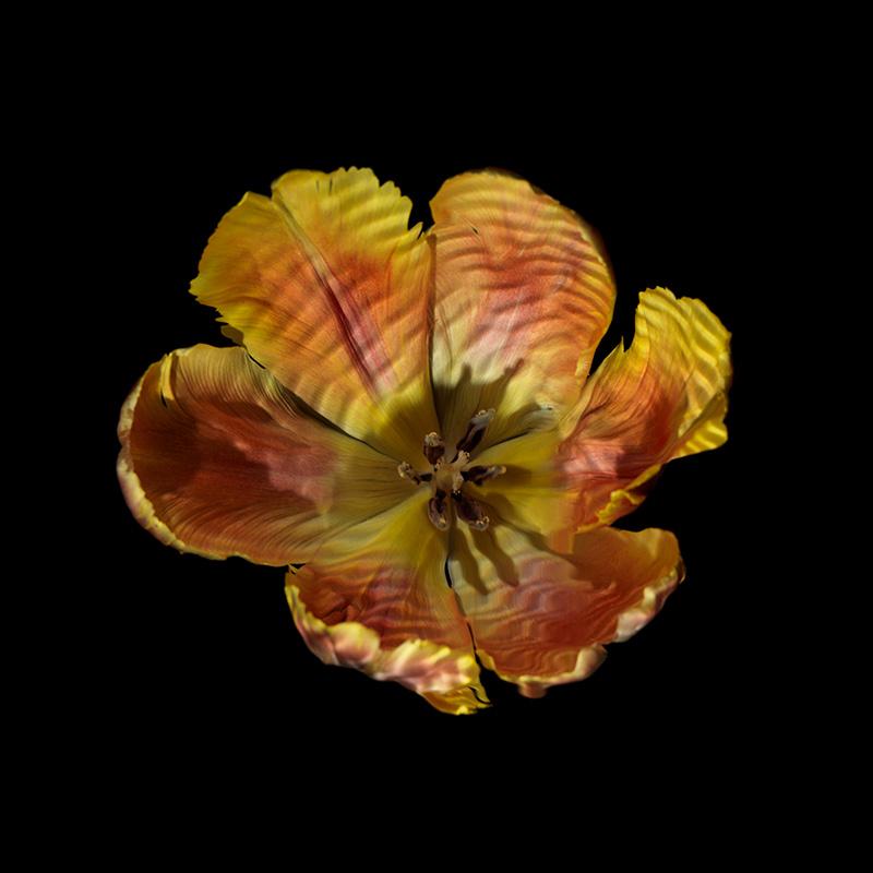 a single flower head documented under water in photographic series