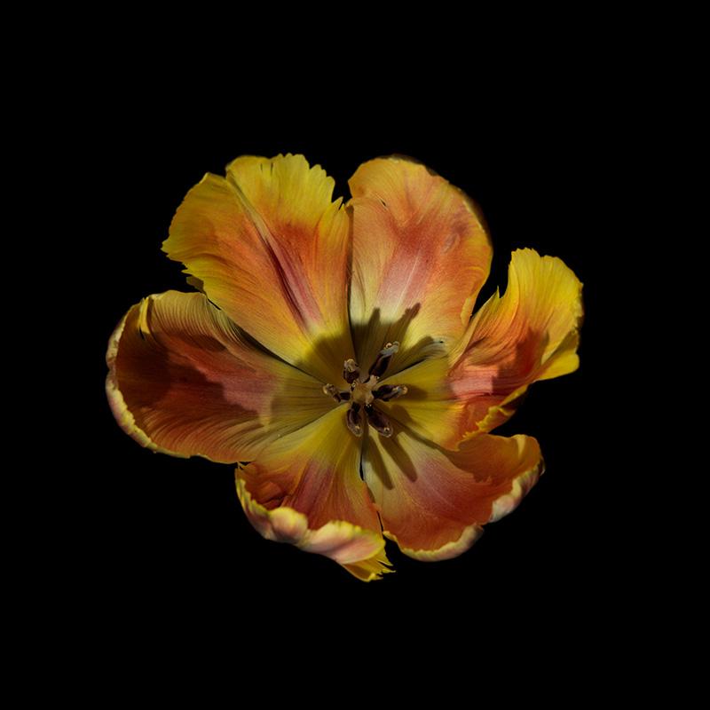 a single orange Paris tulip as the image hero of this series