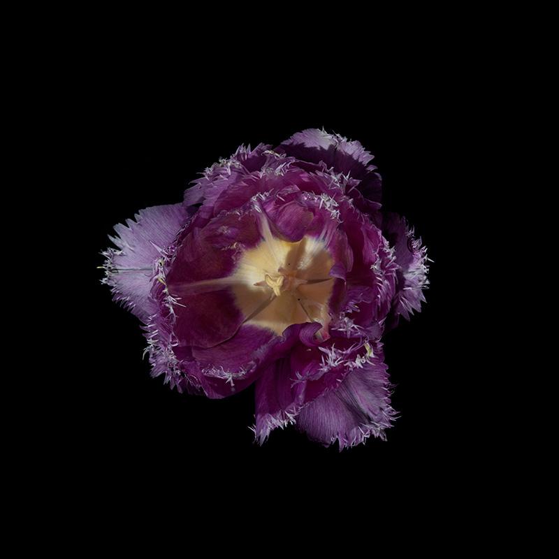 lilac Lavender tulip head specimen in art series based underwater 