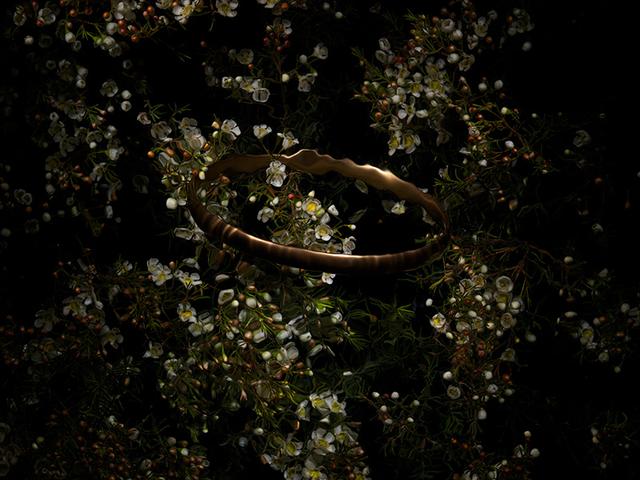 Golden Halo Submerged in Lush Greenery with Chamelaucium Wax Flowers