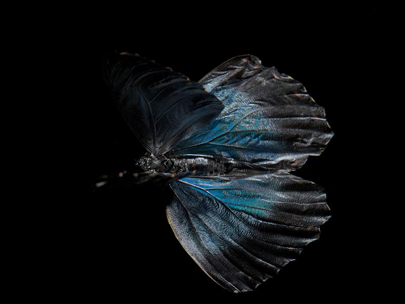 Aqua Allegory: Butterfly Breeding in Liquid Harmony