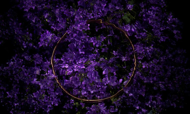 Radiant Halo I - Underwater Golden Ring on Vibrant Purple Flowers