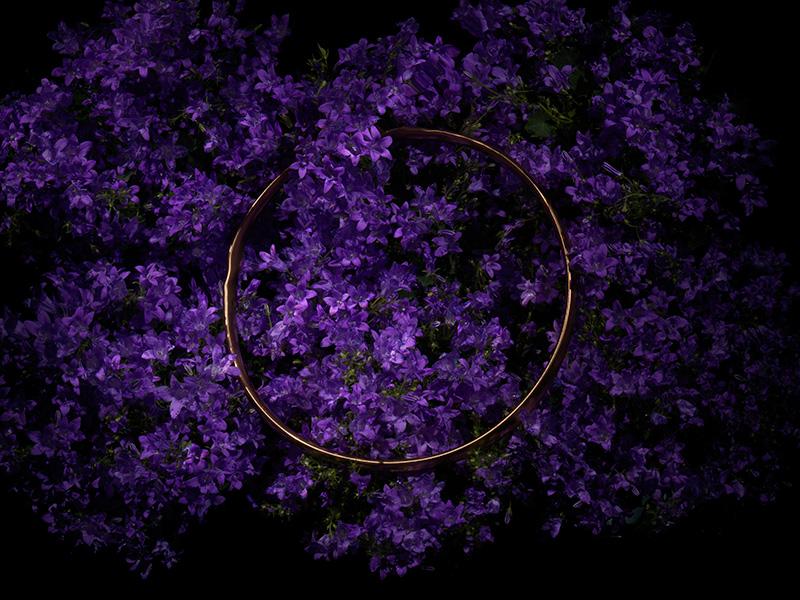 Radiant Halo III: Golden Symbol of Eternity Among Purple Blossoms