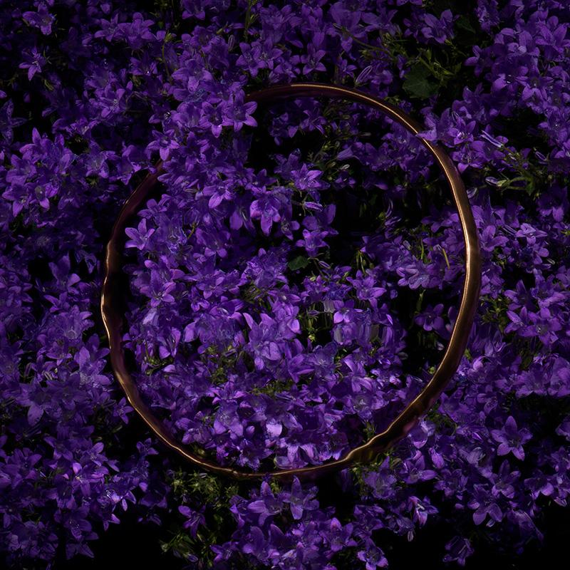 Radiant Halo V: Purple Flower Bed Illuminated by Submerged Golden Halo