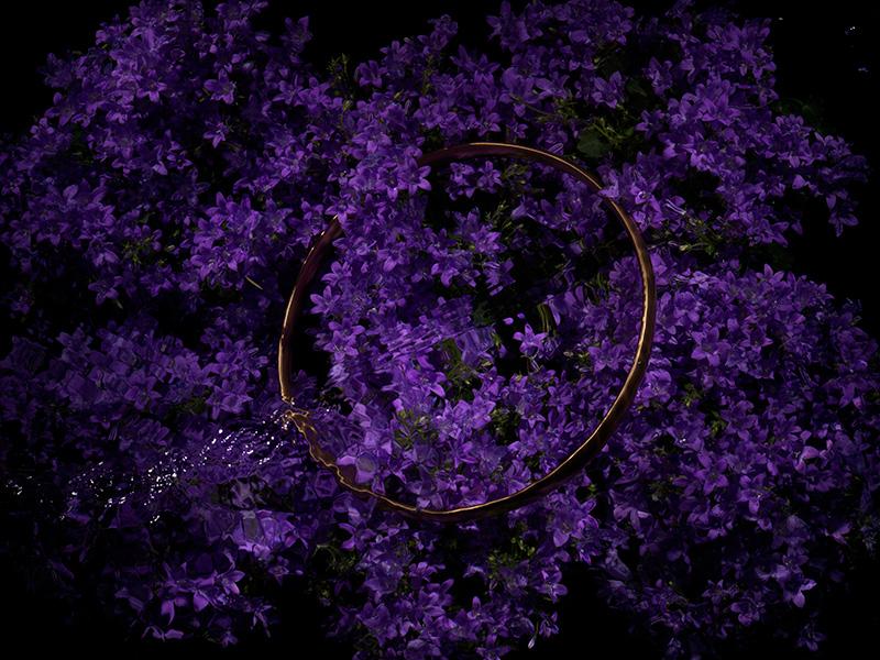 Radiant Halo VI: Luminous Underwater Ring in a Sea of Purple Petals