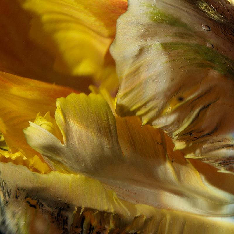 Floral Vanitas: Yellow Parrot Tulip Photographed Underwater with Natural Light for a Contemporary Still Life Study