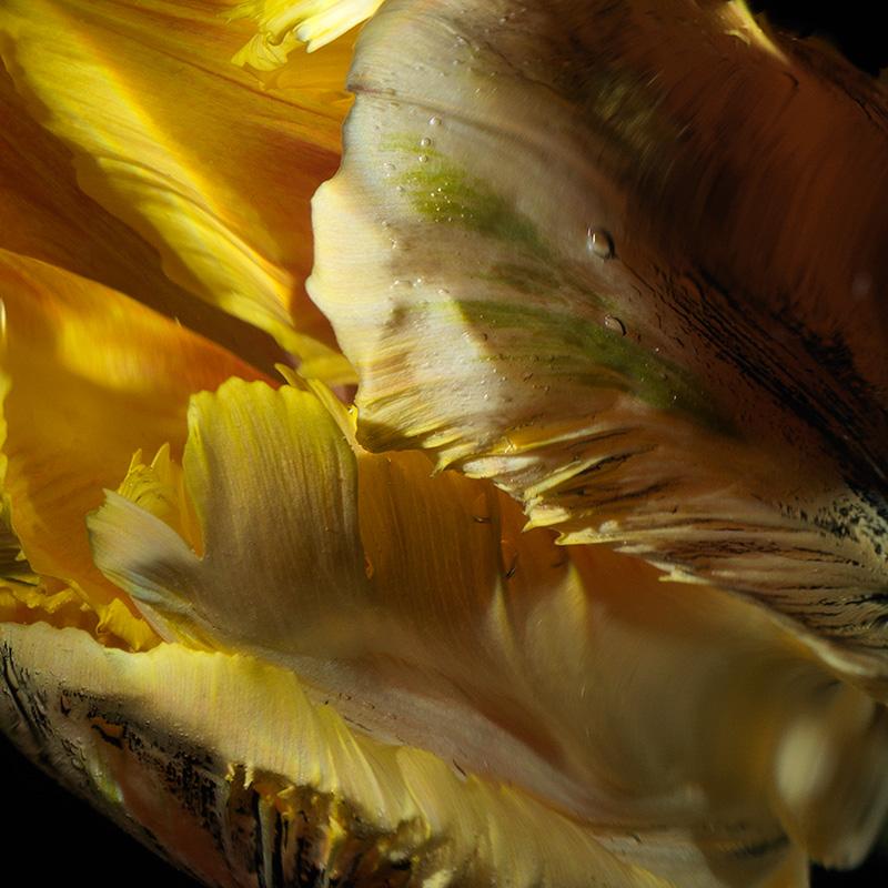 Floral Vanitas: Yellow Parrot Tulip Underwater in Evocative Still Life