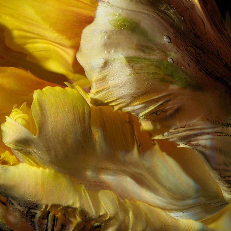 Underwater Elegance: Close-Up of Yellow Tulip in a Vanitas Context Photography