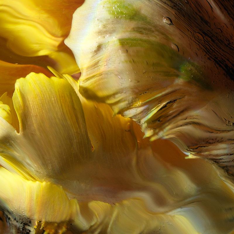 Golden Tulip Petals: Abstract Details in a Submerged Still Life Using Water