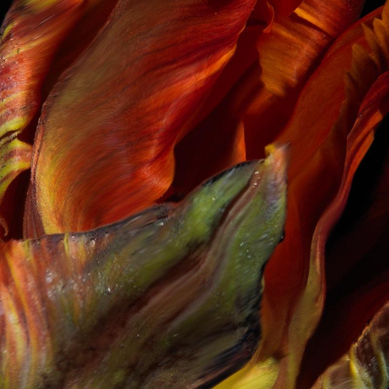 Fiery Vanitas: Red Tulip Underwater with Rich Tonal Contrasts