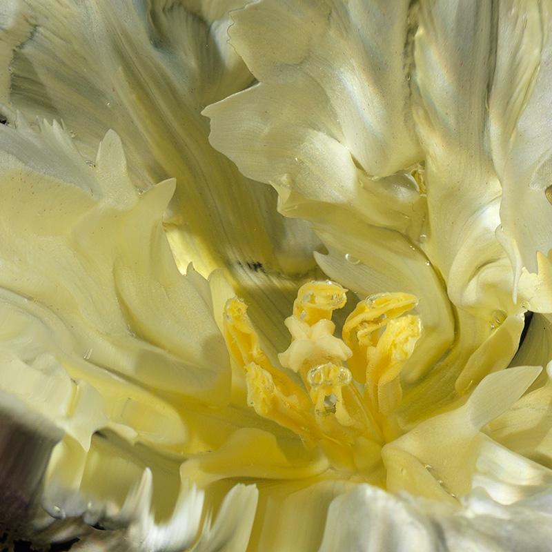 Ethereal Bloom White Tulip with Subtle Yellow Undertones Underwater