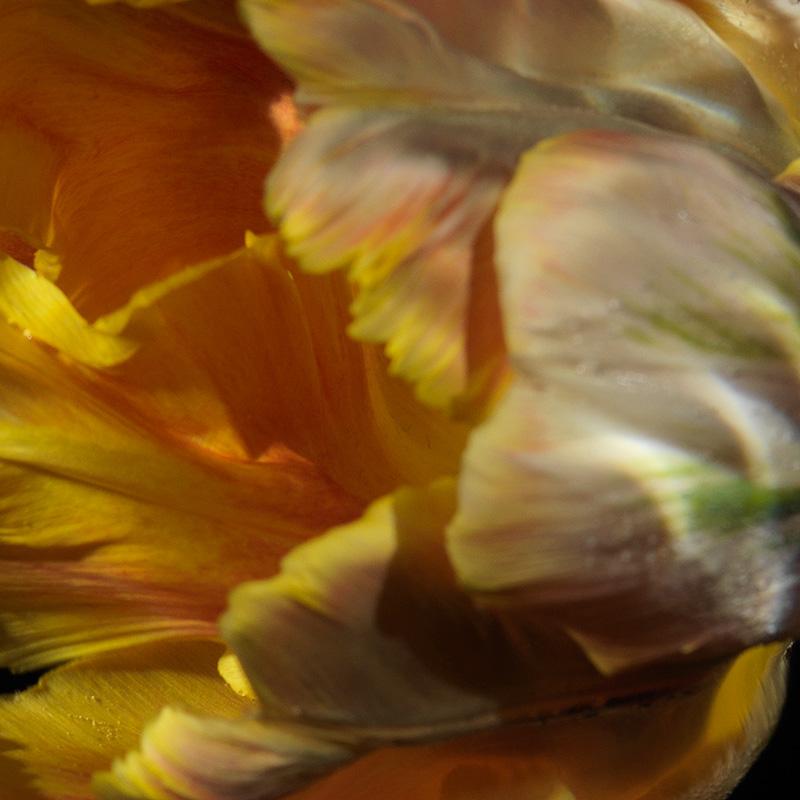 Abstract Vanitas: Yellow and Pink Tulip Textures Underwater