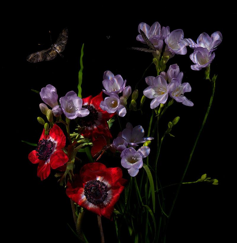 Peony Tulip poppy and orchid floral tribute in an underwater flower spread