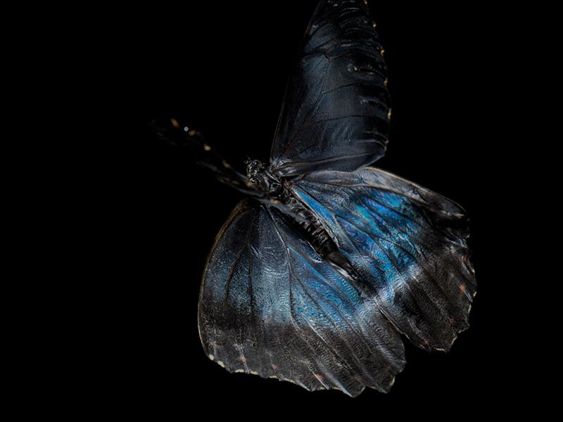 Aqua Allegory: Underwater Photography of Fluttering Life