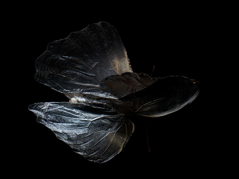 Aqua Allegory: Underwater Photography of Fluttering Life