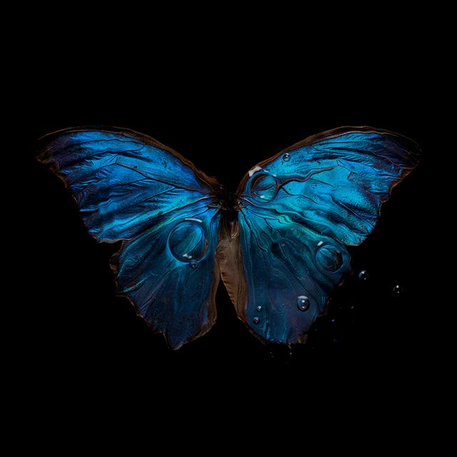 Ephemeral Wings Underwater Butterfly Photography Series