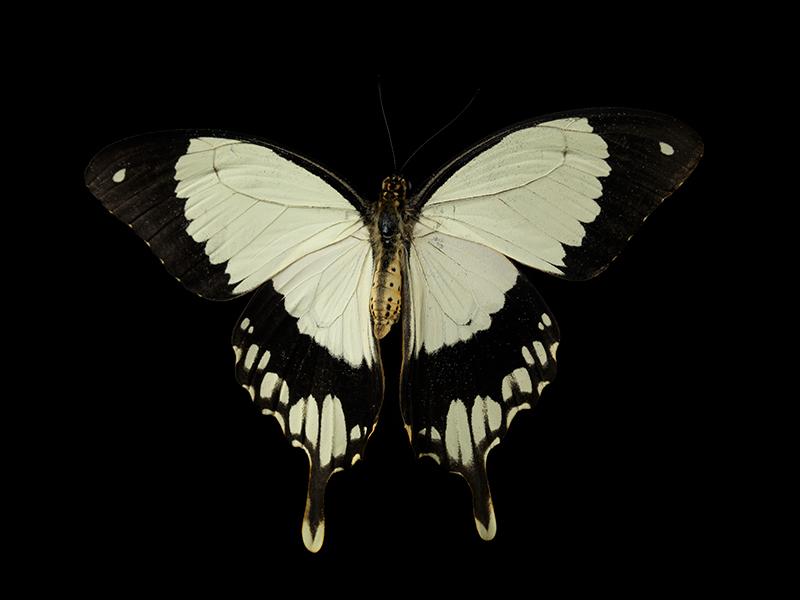 Mystical Metamorphosis Underwater Butterfly Breeding Series