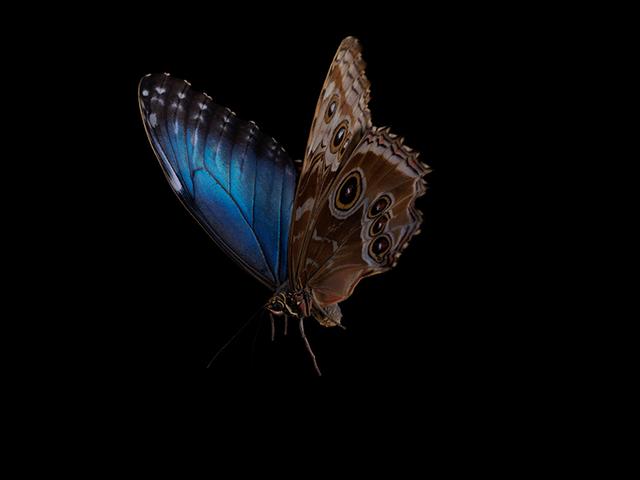 Aquatic Ballet: Submerged Butterflies in Artistic Reflection