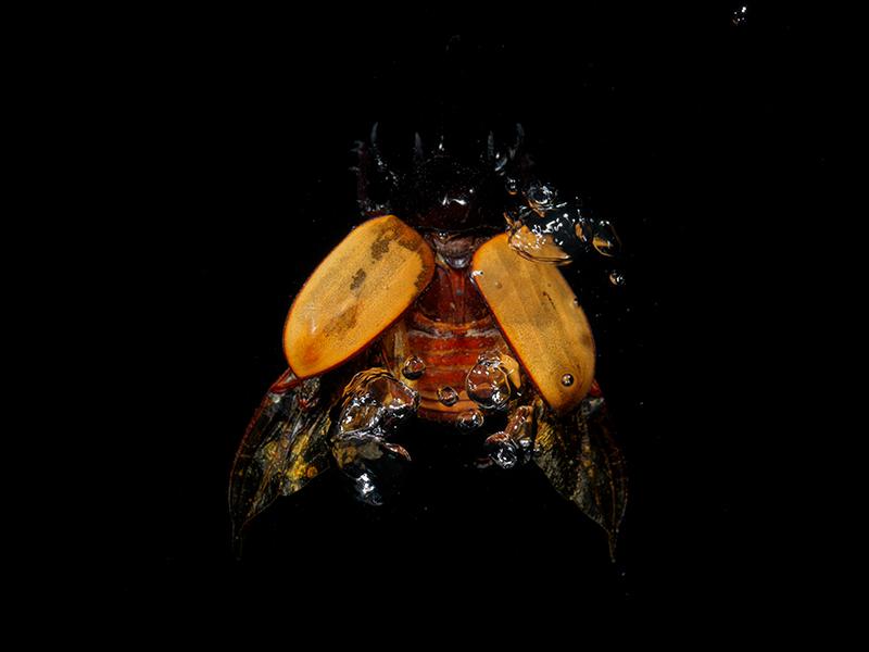 Winged Wonders: An Underwater Symphony of Beetles