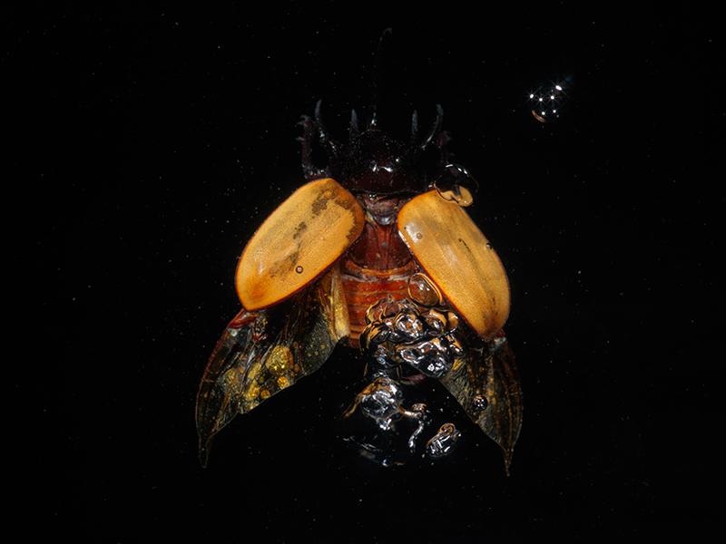 Vanitas Revived: Life's Fragility in Underwater Flight Wings