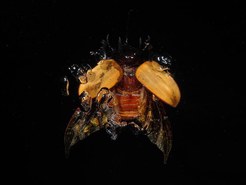 Insect Artistry: Underwater Beetle Masterpieces