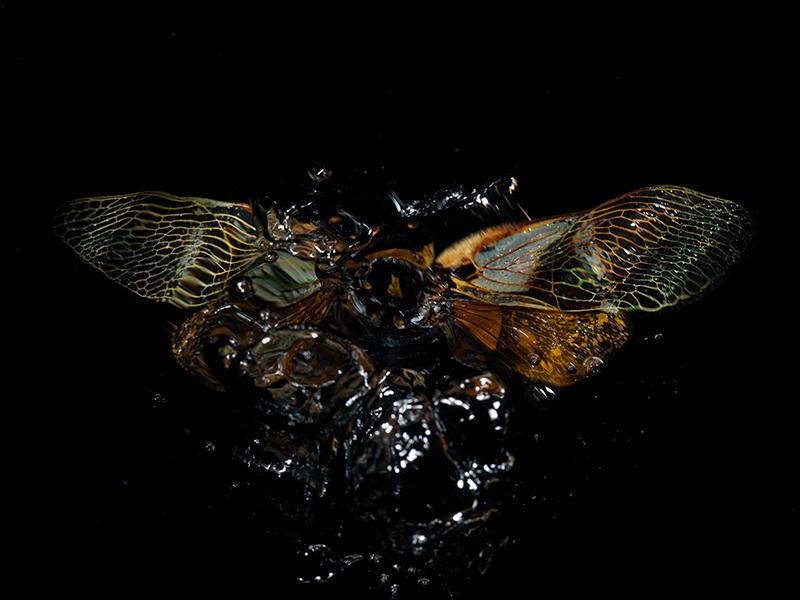 Beyond the Surface: Underwater Beetle Chronicles