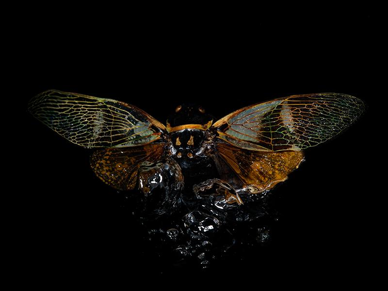 Reflecting Beauty: Flying Beetles in Water Portraits