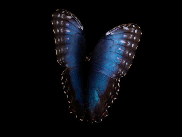 Ethereal Elegance: Underwater Butterflies in Visual Reflection