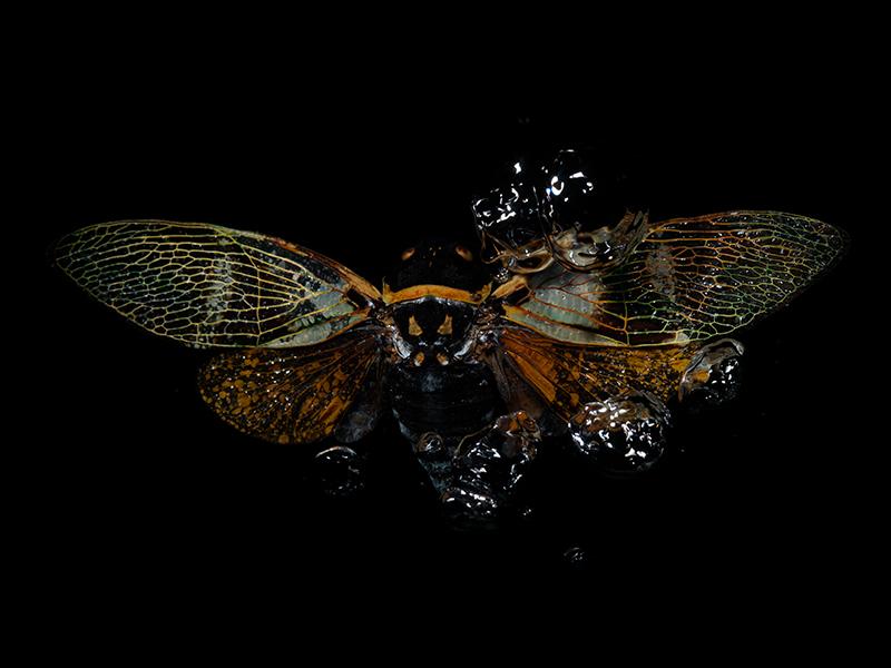 Waters of Wisdom: Beetle Ballet in Ethereal Embrace