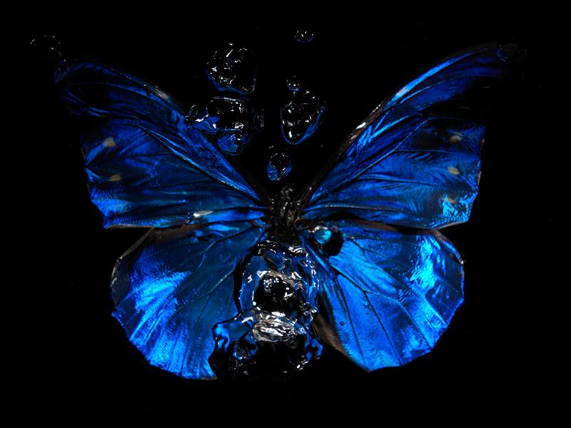 Water Canvas: Transforming Butterflies into Art