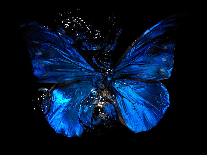 A Symphony of Life: Underwater Butterfly Ballet Series