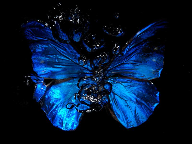 Ripples of Life: Underwater Butterfly Choreography