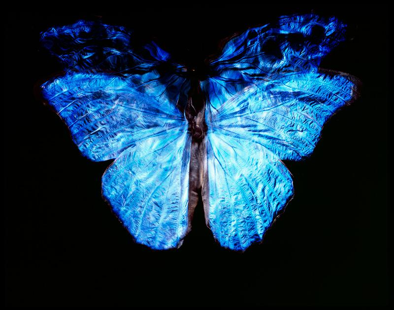 Rare Blue Winged Butterfly: Contemporary Vanitas Photography in Black Underwater Scene