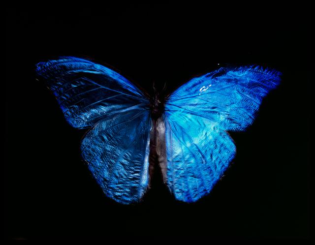 Vanitas Artwork: Parent and Offspring Dance in Black Underwater with Blue Wings