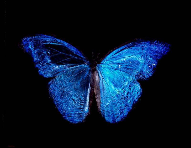 Modern Day Vanitas: Rare Butterfly Dance in Black Water Photography