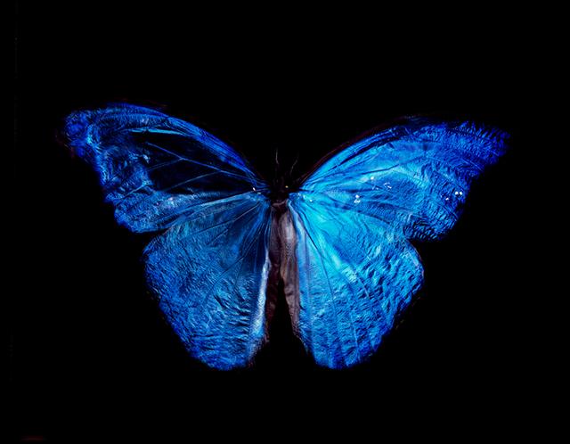 Modern Day Vanitas: Rare Butterfly Dance in Black Water Photography