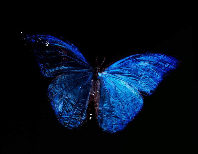 Studio Breeding Butterfly Art: Parent and Offspring in Underwater Vanitas