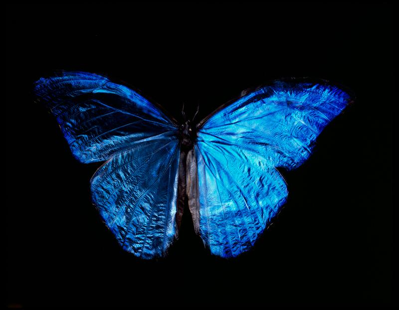 Analog Film Elegance: Contemporary Vanitas with Rare Blue Winged Butterfly