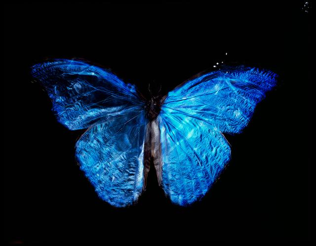 Rare Butterfly Symphony: Analog Film Vanitas with Blue Wings