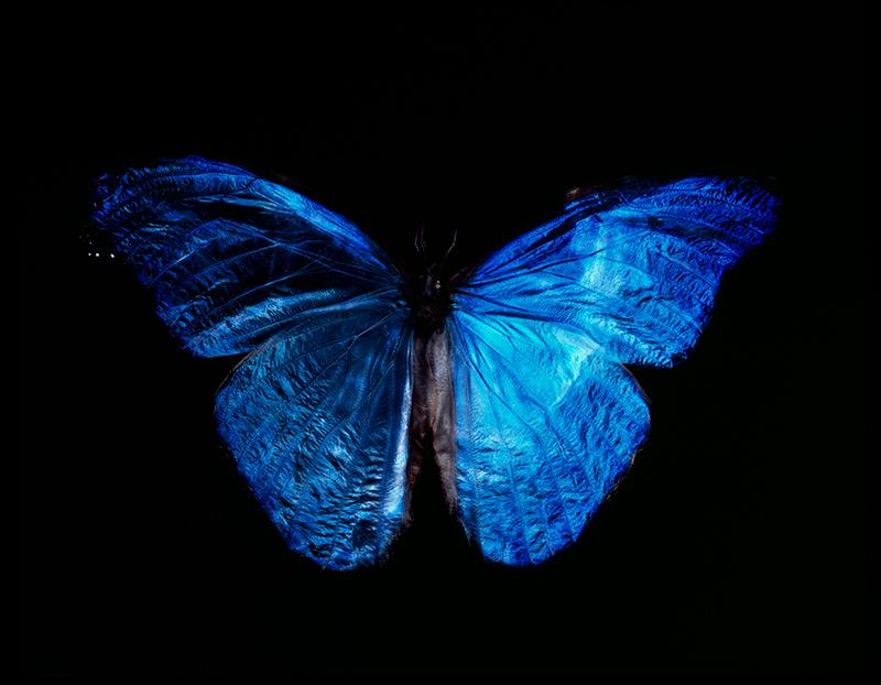 Dancing Butterfly Duo: Contemporary Vanitas in Black Water Photography