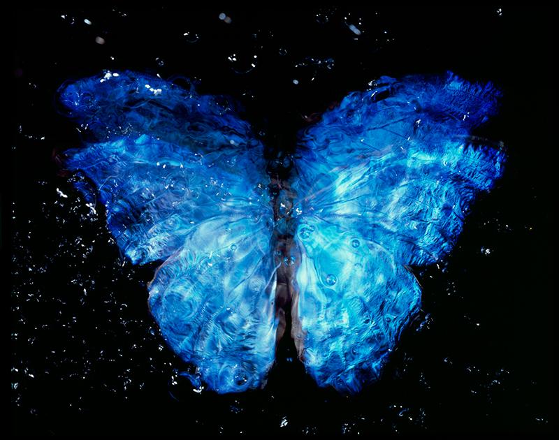 Rare Blue Wings Beauty: Analog Film Vanitas Photography