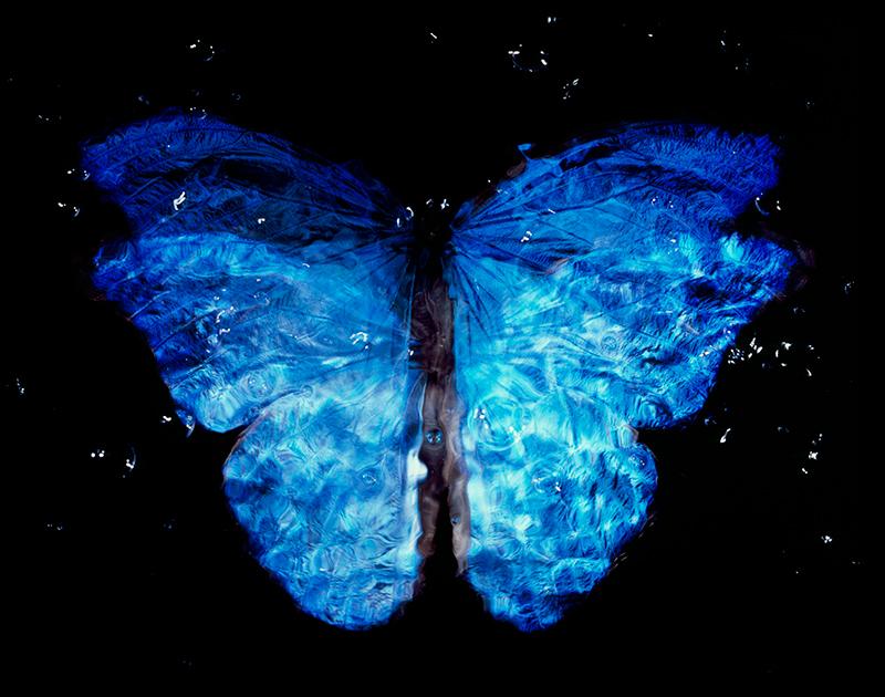 Modern Day artist: Analog Film Vanitas with Rare Blue Wings