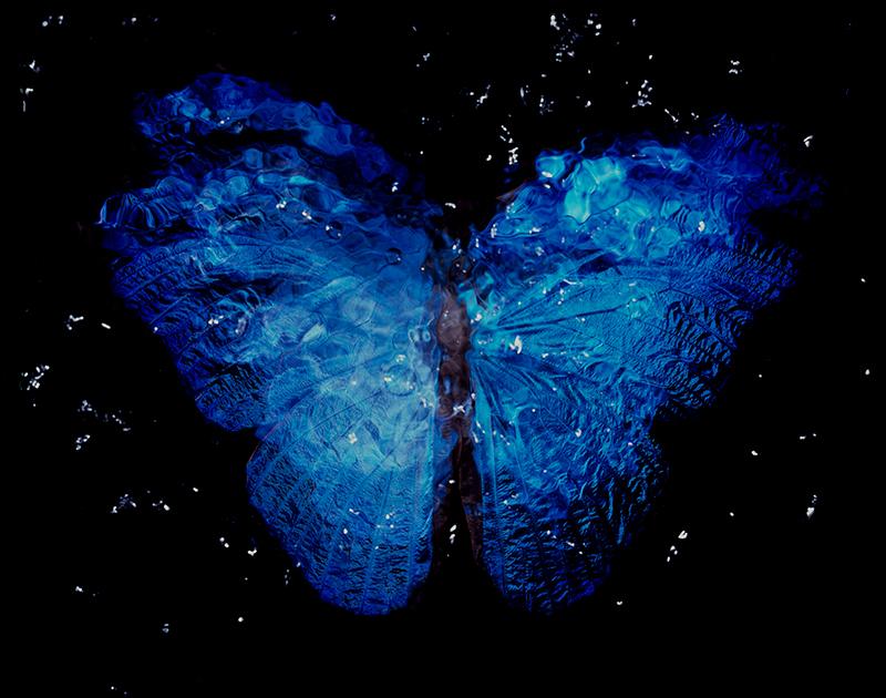 Underwater Dance of Life: Vanitas Art with Endangered Blue Winged Butterfly