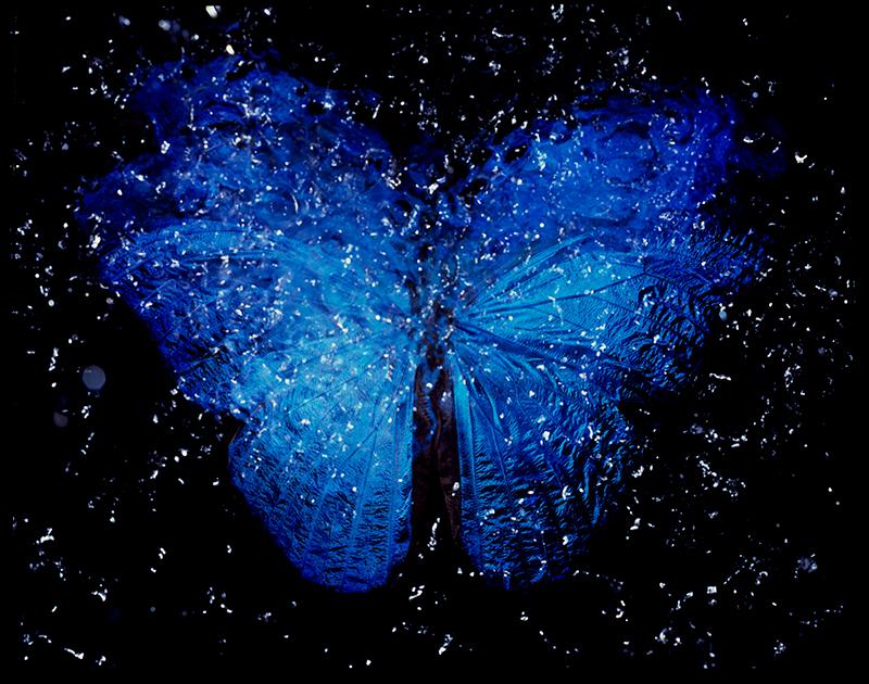 photographic Aesthetics: Rare Butterfly Symphony in Vanitas Photography