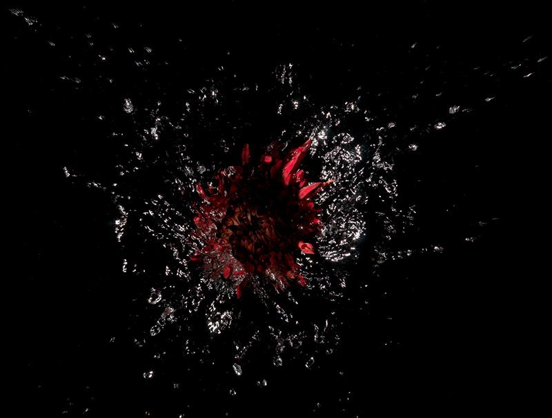 red flower specimen tears through the surface tension of water in an energetic splash