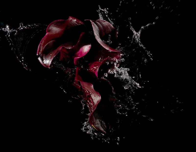 a bouquet of deep red lilies is pulled under water and captured on film