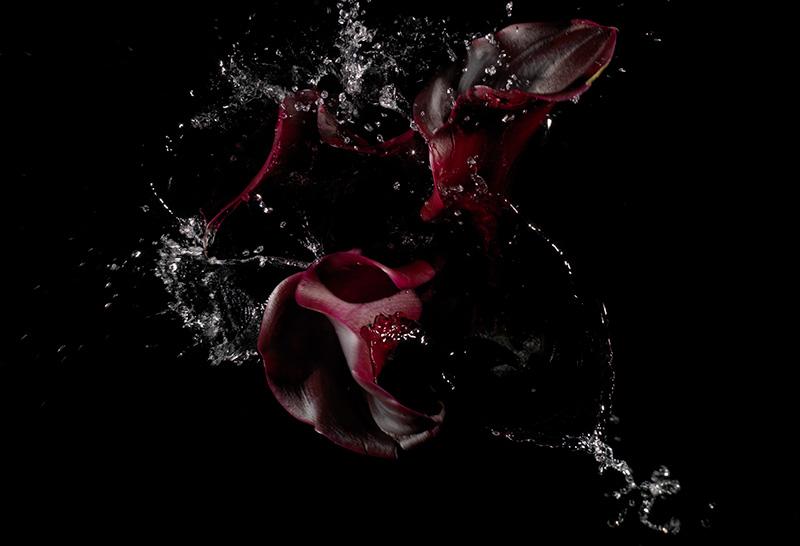 red flowers being submerged in water at the decisive moment a photograph is captured