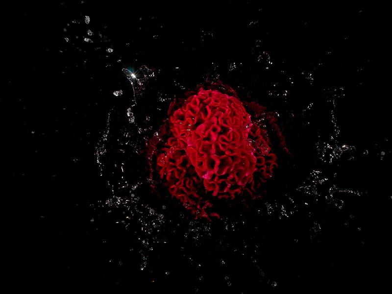 surreal looking floral series with black water splash scenes created in camera without post production