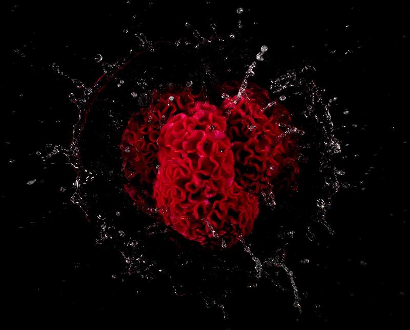 red floral sphere cast into a tank of water in the studio well timed image captures